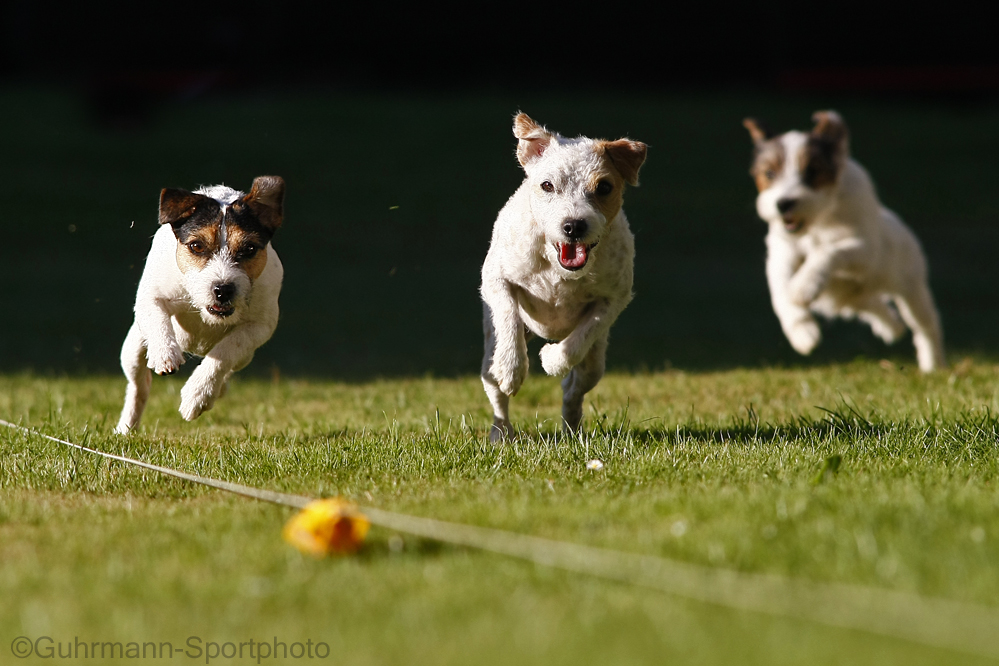 Terrier-Rennen