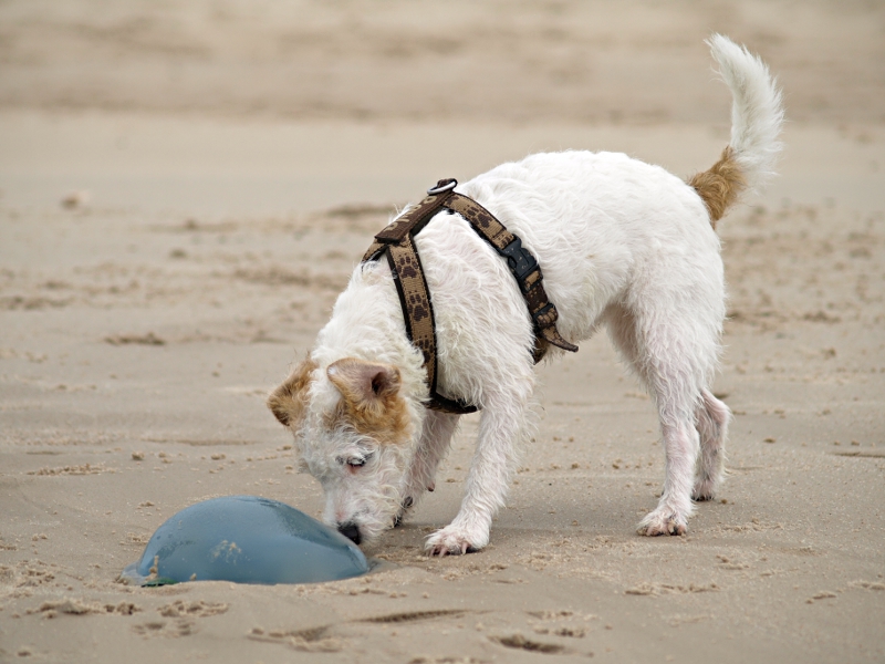 Terrier schnüffelt an Qualle