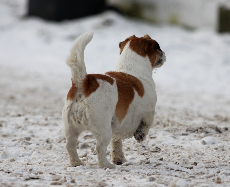 Terrier von Hinten