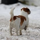 Terrier von Hinten