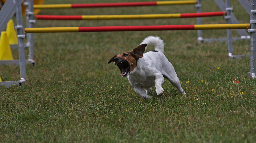 Terrierpower