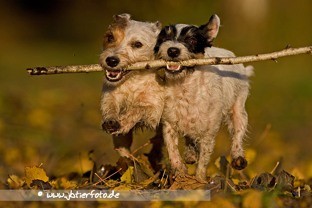 Terrierpower im Herbst