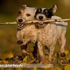 Terrierpower im Herbst