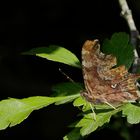 terrifiant papillon; le robert le diable