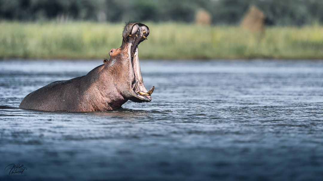 Territoriales Verhalten eines Hippos Bullen