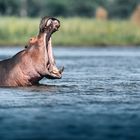 Territoriales Verhalten eines Hippos Bullen