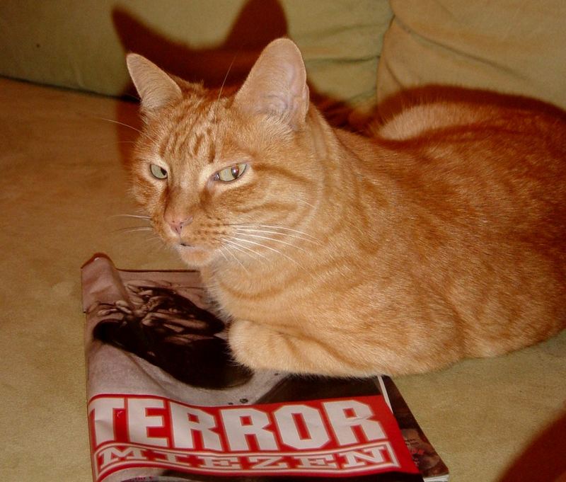 Terror-Mieze!