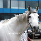 Terskay breed horse