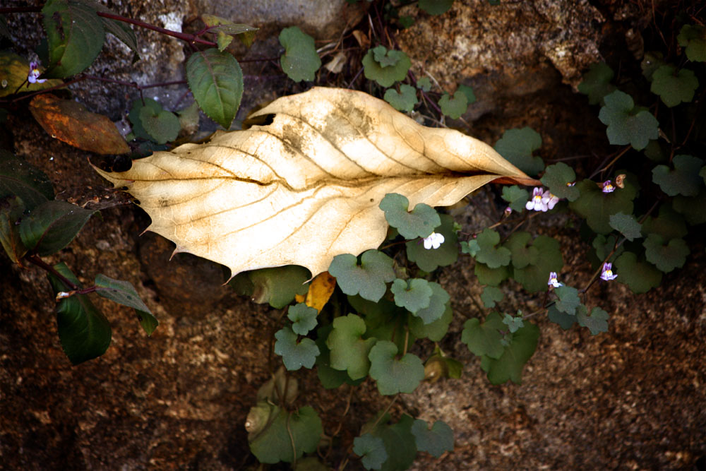 Tertulia en otoño