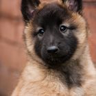 Tervueren ( Belgischer Schäferhund )