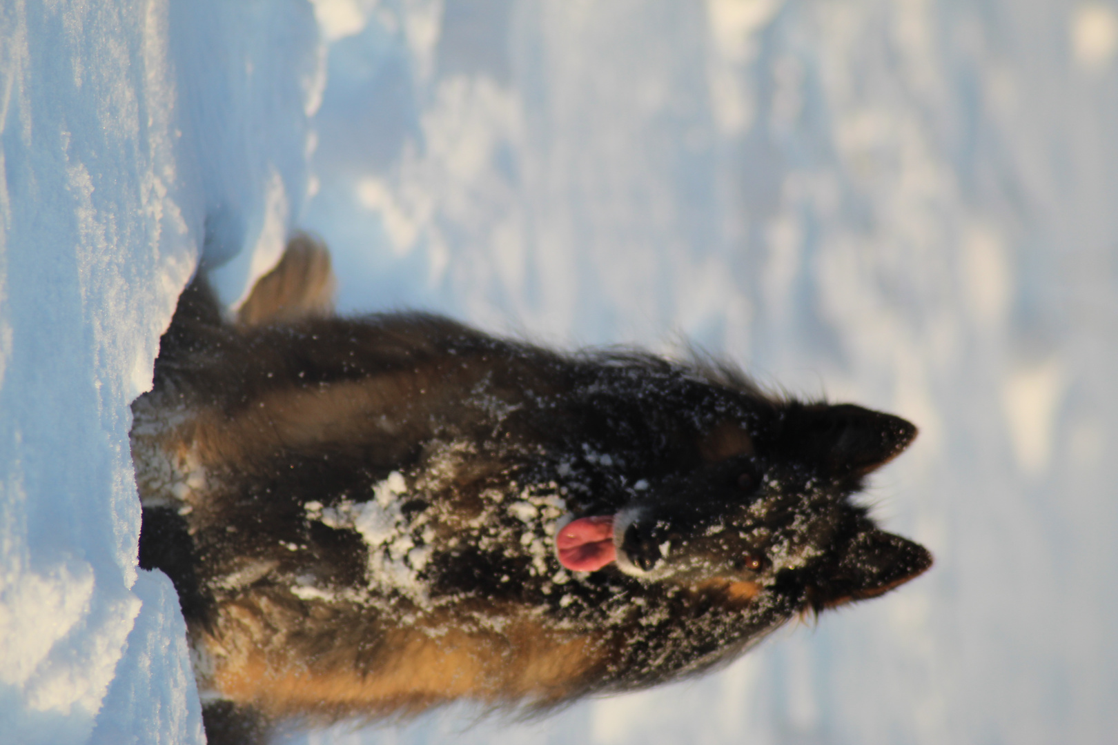 Tervueren im Schnee