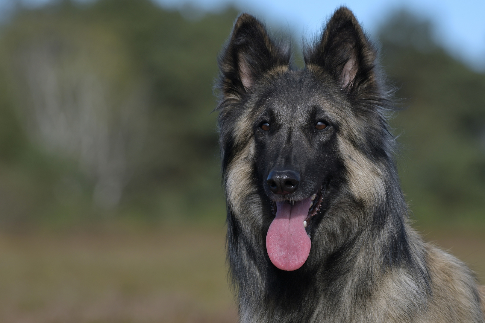 Tervueren Portrait