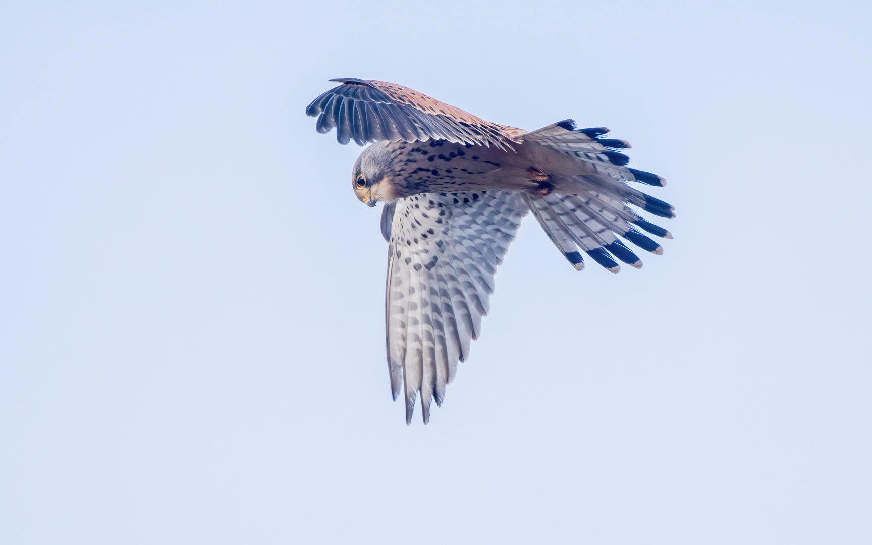 Terzel bei der Jagd