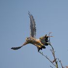 Terzel beim Abflug