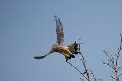 Terzel beim Abflug