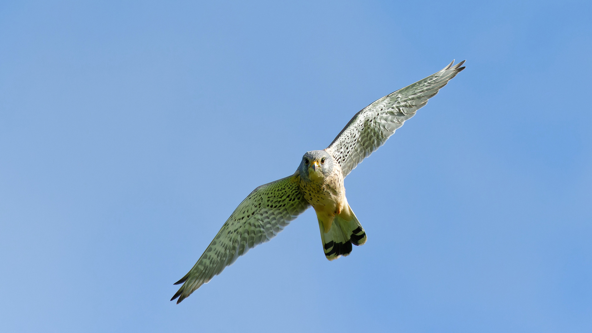 Terzel im Flug