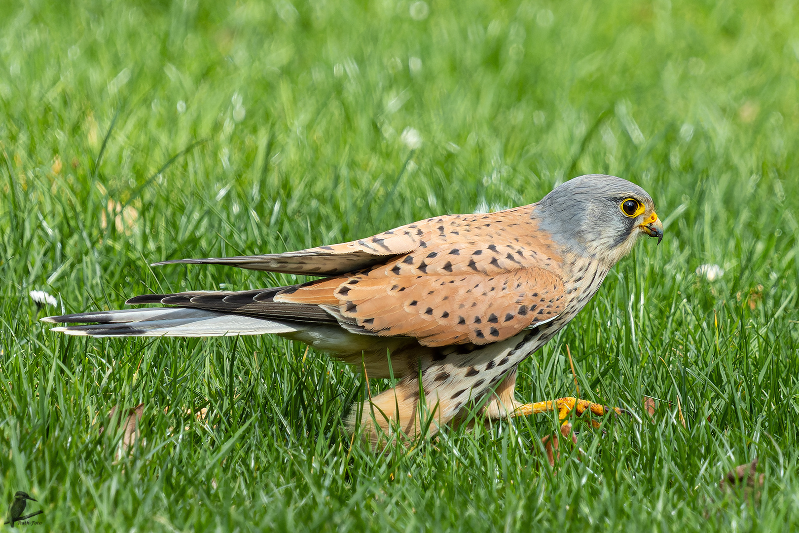 Terzel im Gras...