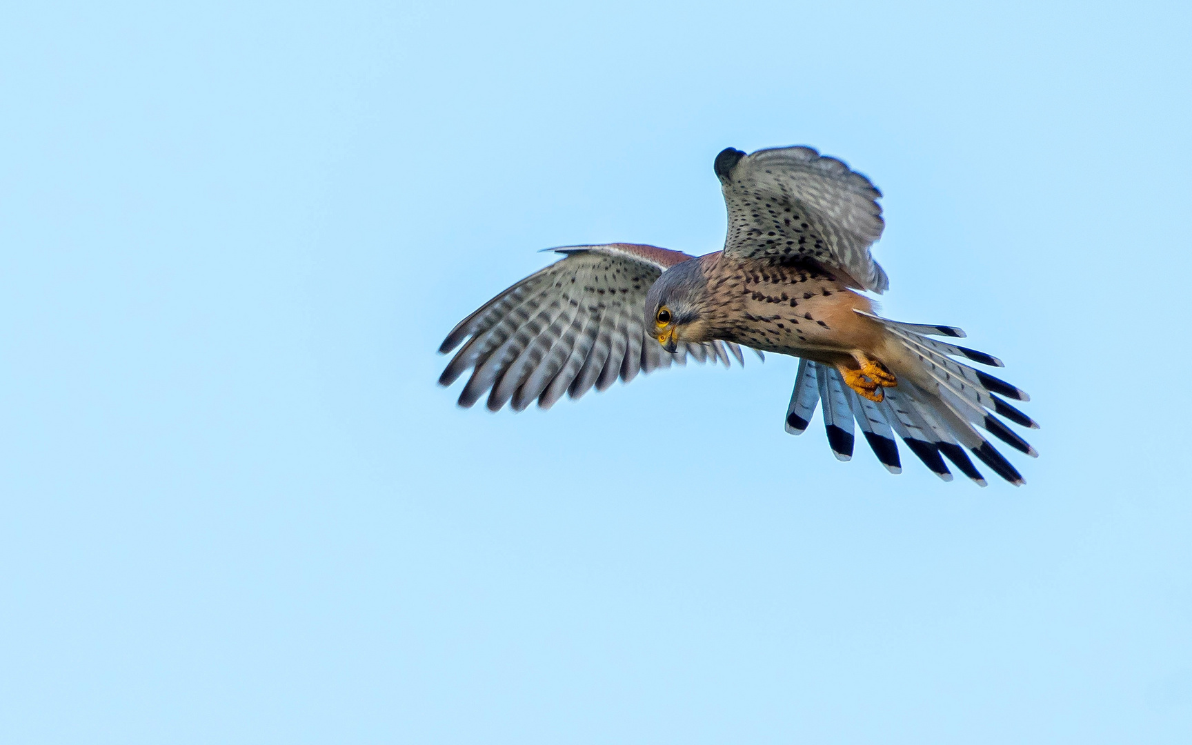 Terzel im Rüttelflug