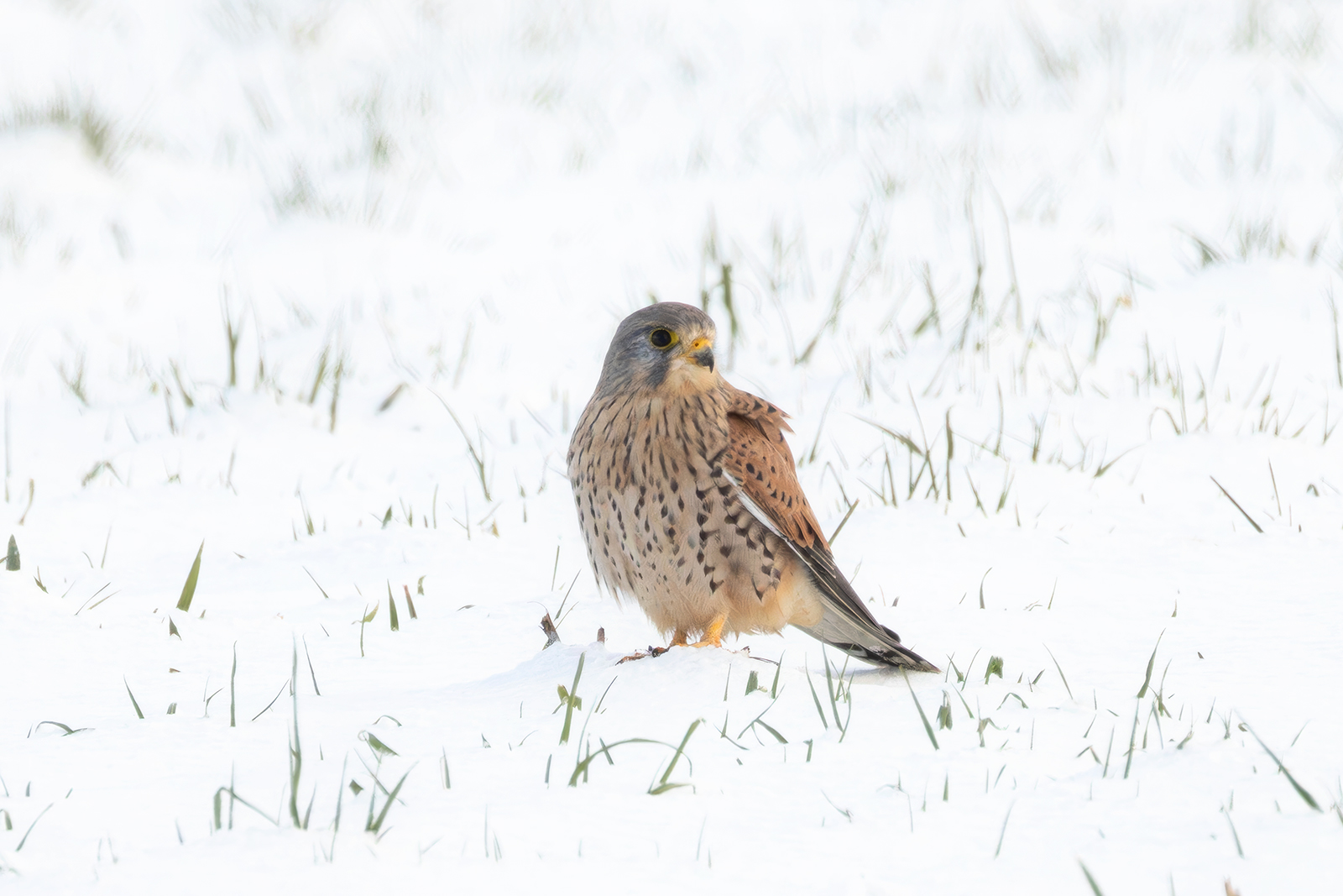 Terzel im Schnee