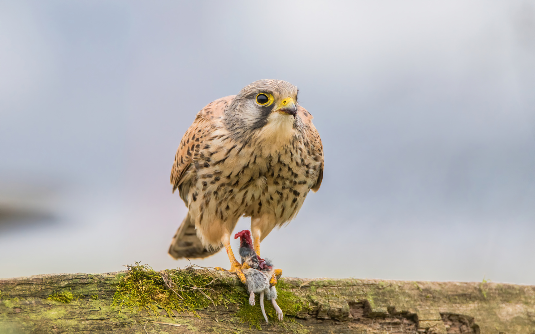 Terzel nach erfolgreicher Jagd