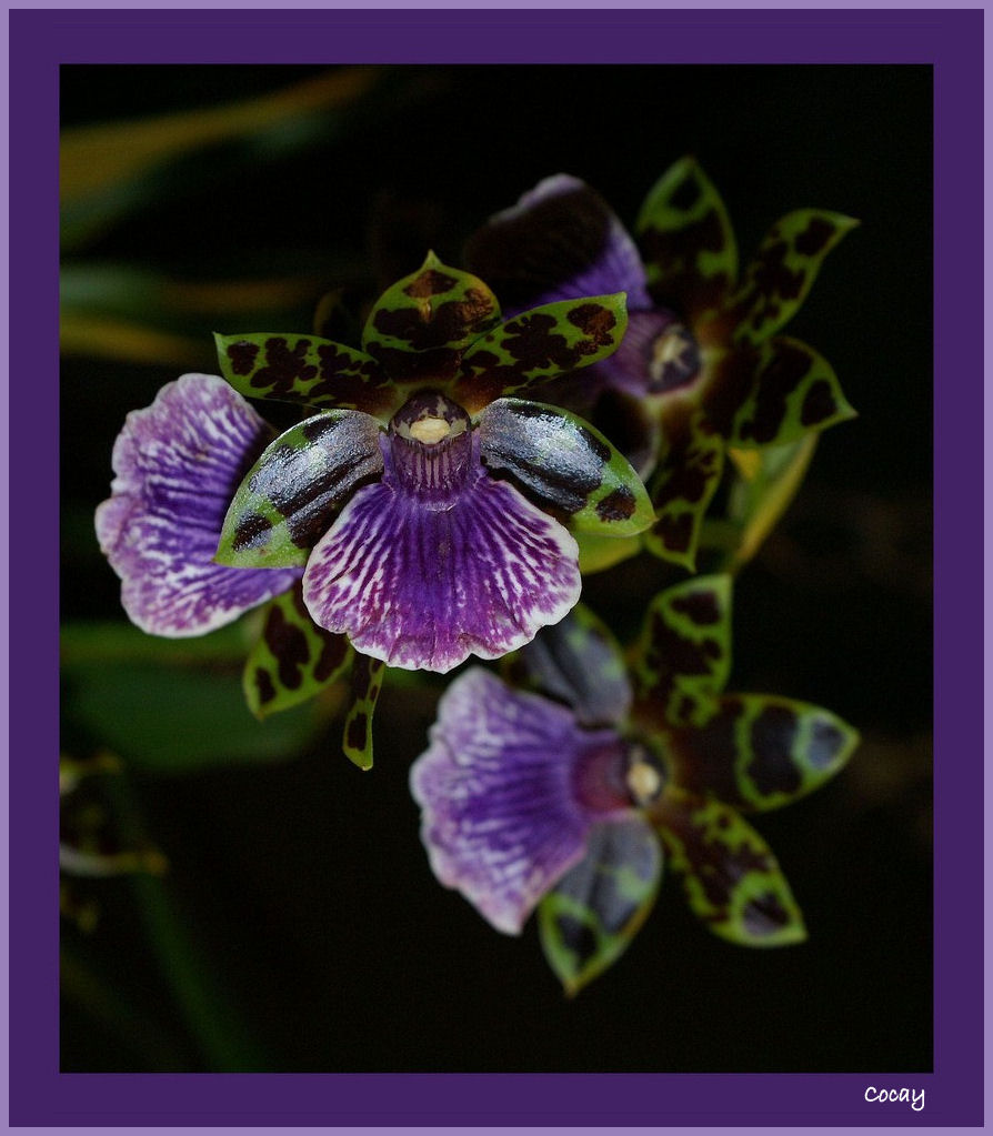 " Tes yeux lilas "