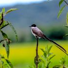  Tesourinha(Tyrannus savana)