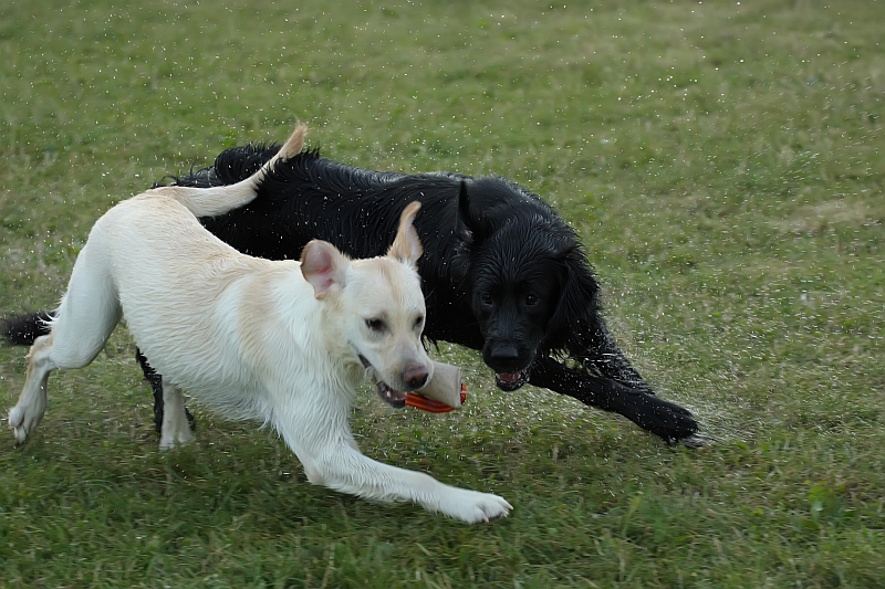 Tess und Lissy