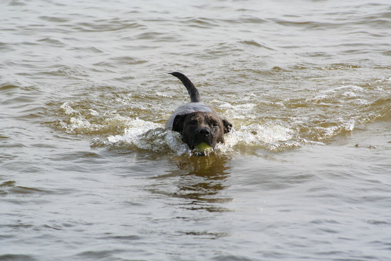 Tessa taking a swim