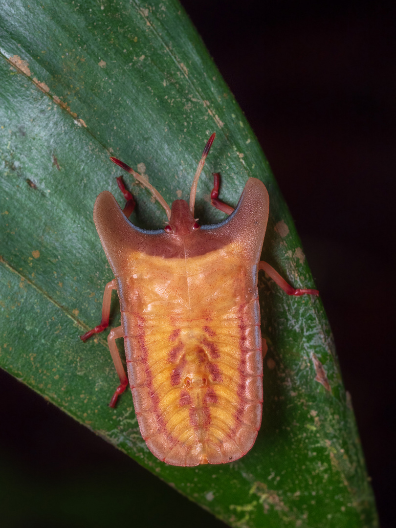 Tesseratomidae