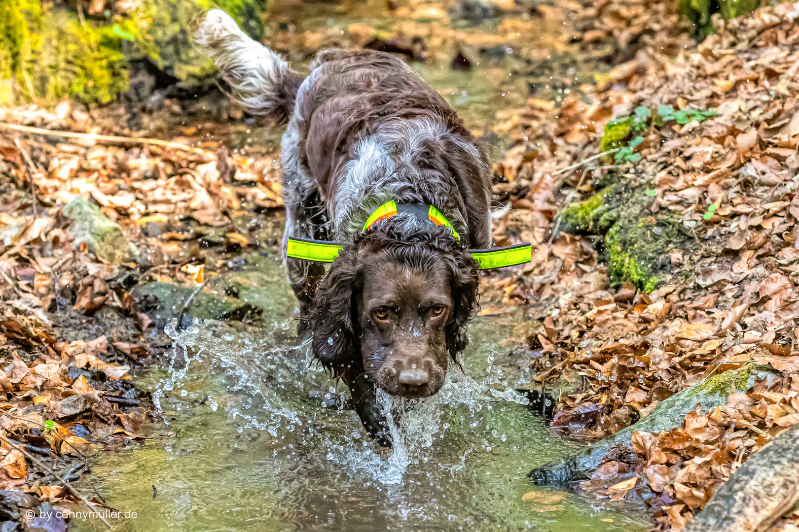 Tessi im Bach