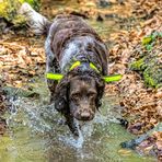 Tessi im Bach