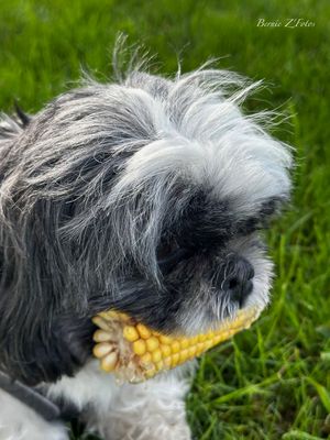 Tessie adore le mais