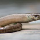 Tessin Teil 2. / Blindschleiche ( Anguis fragilis) Süd-Tessin.