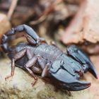 Tessin Teil 2. / (Euscorpius italicus) Süd-Tessin