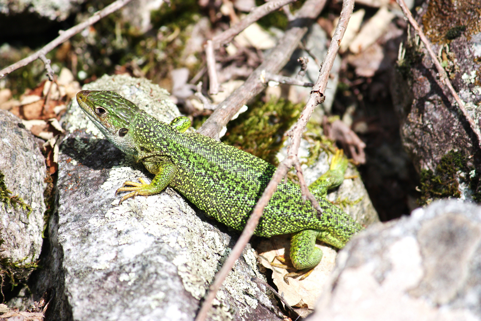 Tessin Teil 2. / Lacerta bilineata