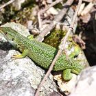 Tessin Teil 2. / Lacerta bilineata