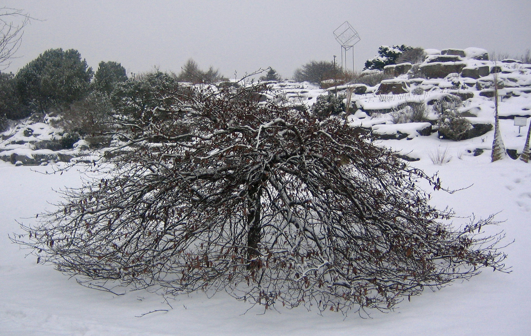 Tessy´s kleiner Wintermonsterbaum