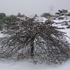 Tessy´s kleiner Wintermonsterbaum