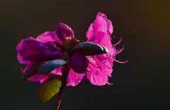 TEST III