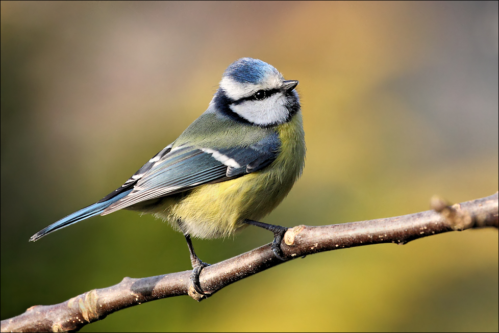 Test-Meise :-) Foto & Bild | tiere, wildlife, wild lebende vögel Bilder auf fotocommunity