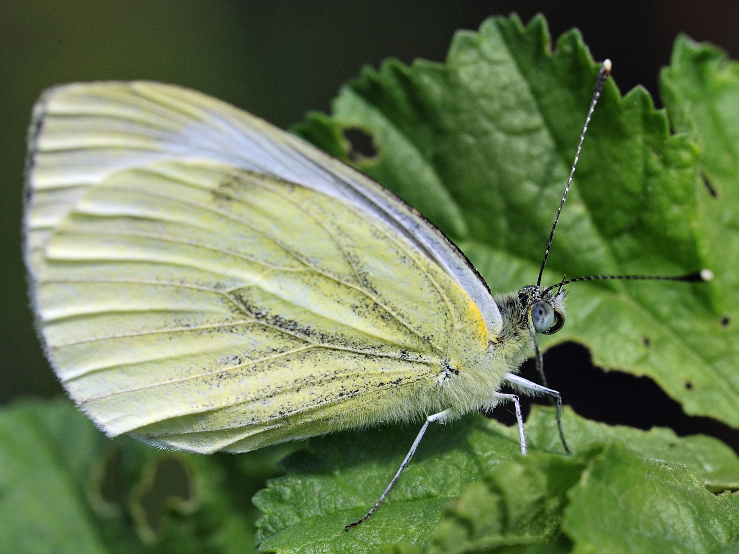 Test mit neuer Makro-Scherbe