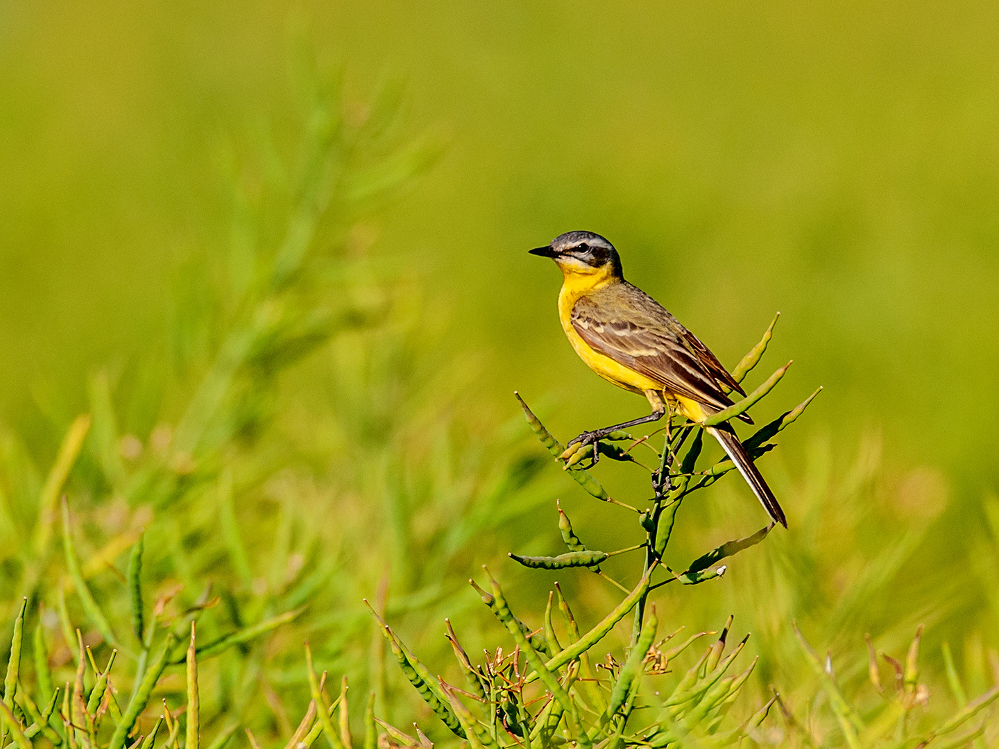 Test neues Objektiv ich Glaube es ist ein Vogel