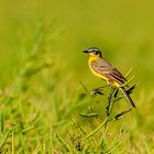 Test neues Objektiv ich Glaube es ist ein Vogel