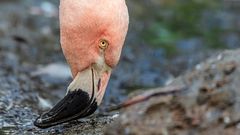 TEST: Rosa Flamingo