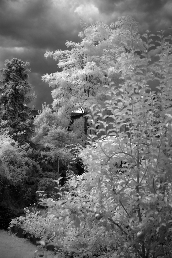 Test Sigma Objektive IR mit IR Filter B&W 093 B