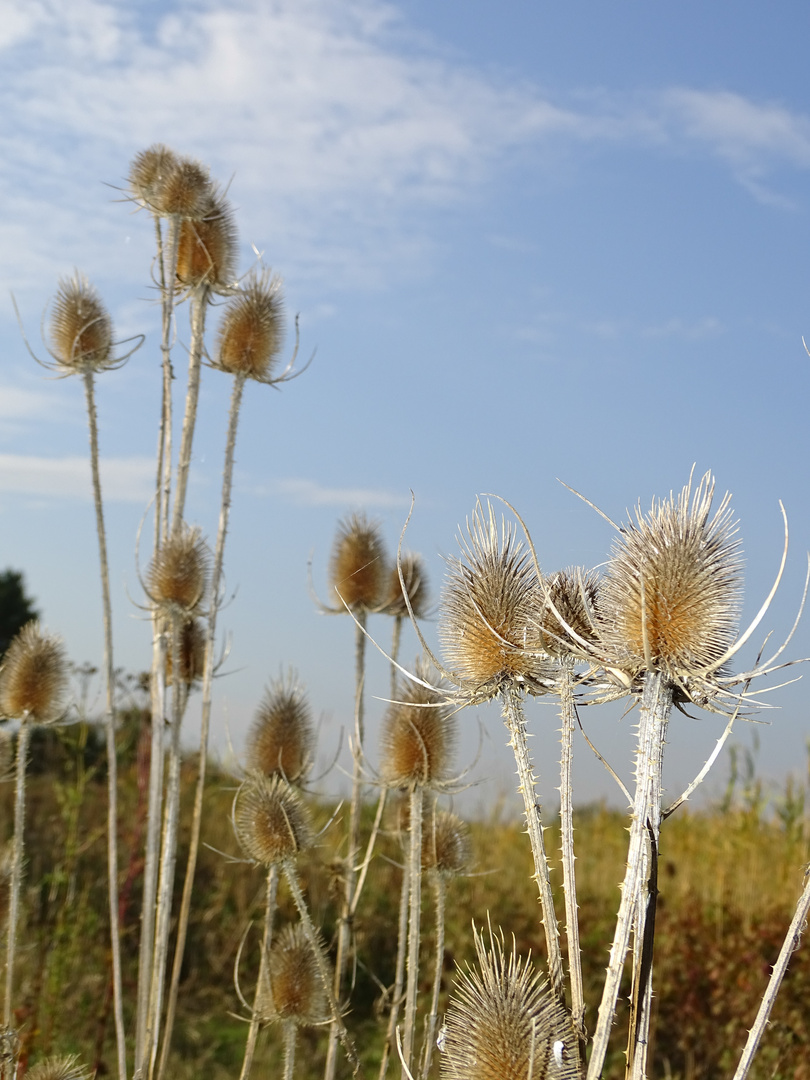 Test Sony DSC-HX400V Foto & Bild | natur-makros, natur-kreativ