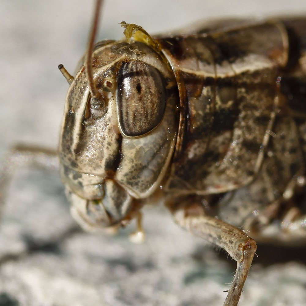 testa di locusta (con una antenna spezzata!)