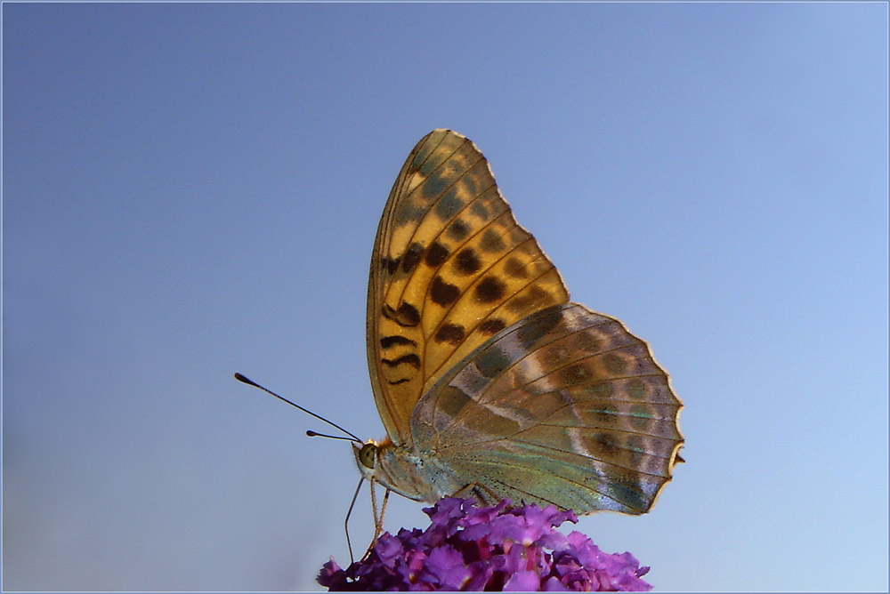 testbild 2, schmetterling...