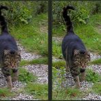 Testbild Bildteiler: Katze [3D]