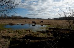 Testbild-# II. nach Nikkor-Malheur